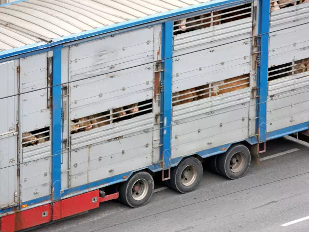 Bydło w pojeździe transportowym